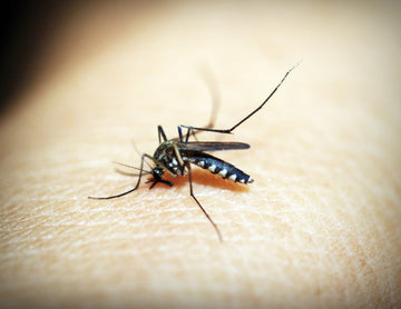Types of Natural Mosquito Repellents in the UK